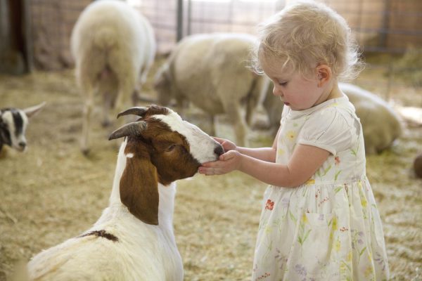 Royal Easter Show – Royal Agricultural Society NSW